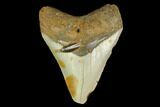 Bargain, Fossil Megalodon Tooth - North Carolina #131593-1